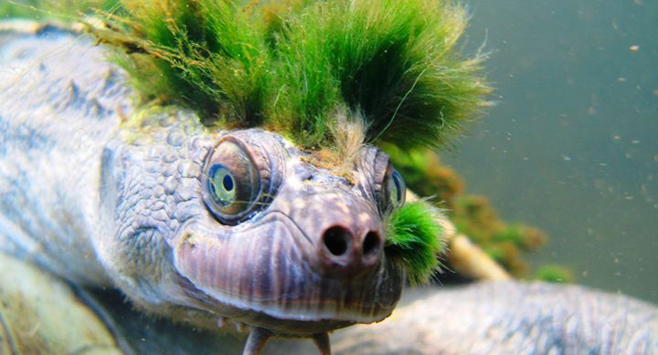 Морская черепаха с хохолком из водорослей