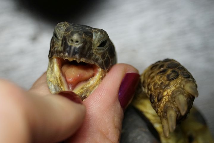 Язык у сухопутной черепахи