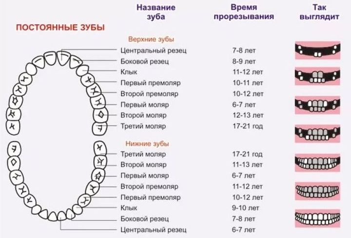 Схема смены зубов