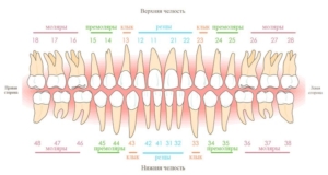 Нумперация и названия коренных зубов