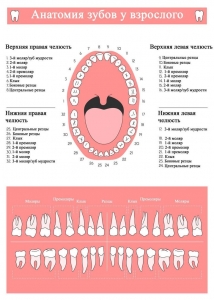 Постоянный комплект зубов