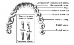 Моляры и премоляры