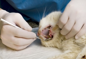 Удаление зубов кошки