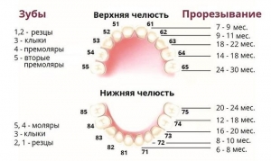 Схема прорезывания зубов у ребенка